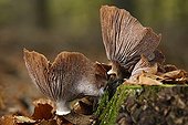 Honey mushrooms on stump Netherlands 