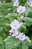 Hollyhock in bloom in a garden