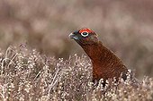 Male Red grouse in the heathers Scotland
