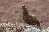 Male Red grouse standing on a rock Scotland