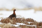 Male Red grouse standing in the snow Scotland