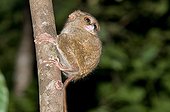 Horsfield’s Tarsier on the trunk of a tree Tangkoko NP