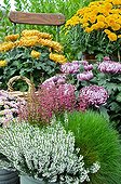 Chrysanthemum on a flowered garden terrace in autumn