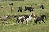 Icelandic horses Lagarfljot lake Egilstadir Iceland