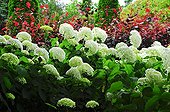 Hydrangea 'Annabelle' in bloom in a garden