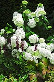 Hydrangea 'Annabelle' in bloom in a garden