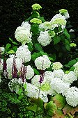 Hydrangea 'Annabelle' in bloom in a garden