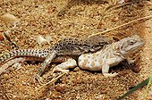 Long-nosed leopard lizard mating West USA North Mexico