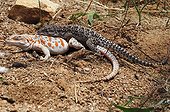 Long-nosed leopard lizard mating West USA North Mexico