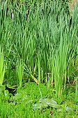 Dwarf cattail in a garden