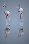 Rosy Greater Flamingoes  Camargue France