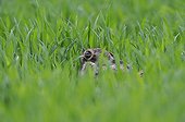 European Hare hidden in grass Vosges France 