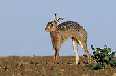 European Hare stretching in a field Vosges France 