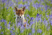 Young Red fox amongst bluebells spring Great Britain