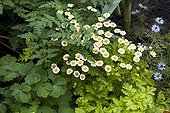 Feverfew 'Aureum' in bloom in a garden in autumn