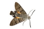 Olive Bee Hawk-moth on white background 