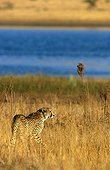 Cheetah approaching a watering place Pilanesberg reserve