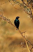 Greater blue-eared Starling on a branch Pilanesberg reserve