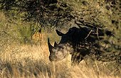 White Rhinoceros Reserve Pilanesberg South Africa 