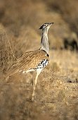 Kori Bustard in savanna Kruger South Africa 