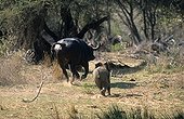 Young African elephant chasing a Cape buffalo Kruger 