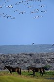 Horses and Flamingoes in flight Cape Agulhas South Africa 