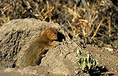 Slender Mongoose out of his den Borakalalo South Africa