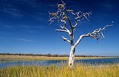 Tree on bank Borakalalo National Park South Africa