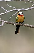 White-fronted bee-eater on a branch Hluhluwe Reserve