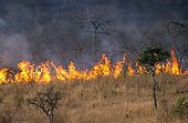 Bush Fire Hluhluwe Reserve South Africa