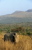 White Rhinoceros in savanna Hluhluwe Reserve South Africa