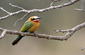 White-fronted bee-eater on a branch Hluhluwe Reserve