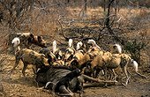 Wild Dogs eating a Wildebeest Madikwe Game Reserve