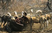 Wild Dogs eating a Wildebeest Madikwe Game Reserve