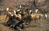 Wild Dogs eating a Wildebeest Madikwe Game Reserve
