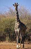 Southern Giraffe ill Madikwe Game reserve South Africa 