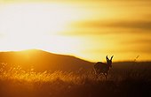 Springbok at dusk National Park Mountain Zebra South Africa