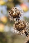 Capitulums og great burrdock in a garden in autumn ; Such attachment has inspired the system of loop fasteners, also called scratch or Velcro (marketed by the trademark Velcro International BV), invented by George de Mestral, a Swiss engineer, in 1948.