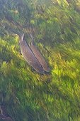 Couple Pike on spawning Doller Valley Alsace France