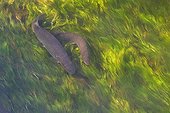 Couple Pike on spawning Doller Valley Alsace France