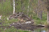 Beaver lodge in North America in Finland 