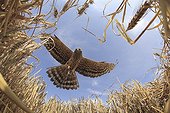 Montagu's Harrier female in approach to arise in nest ; The farmer has protected the nest of Harriers avoiding mowing Barley on a parcel of 4mx4m. The animals are not killed and are then protected from predators. In two years of follow-up : 100% success to fledging.