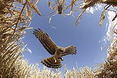 Montagu's Harrier female in approach to arise in nest ; The farmer has protected the nest of Harriers avoiding mowing Barley on a parcel of 4mx4m. The animals are not killed and are then protected from predators. In two years of follow-up : 100% success to fledging.