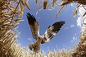 Montagu's Harrier male in approach to arise in nest France ; The farmer has protected the nest of Harriers avoiding mowing Barley on a parcel of 4mx4m. The animals are not killed and are then protected from predators. In two years of follow-up : 100% success to fledging.