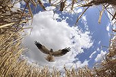 Montagu's Harrier male in approach to arise in nest France ; The farmer has protected the nest of Harriers avoiding mowing Barley on a parcel of 4mx4m. The animals are not killed and are then protected from predators. In two years of follow-up : 100% success to fledging.