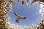 Montagu's Harrier male in approach to arise in nest France ; The farmer has protected the nest of Harriers avoiding mowing Barley on a parcel of 4mx4m. The animals are not killed and are then protected from predators. In two years of follow-up : 100% success to fledging.