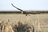Hen Harrier female in approach to bring a prey in nest ; The farmer has protected the nest of Harriers avoiding mowing Barley on a parcel of 4mx4m. The animals are not killed and are then protected from predators. In two years of follow-up : 100% success to fledging.