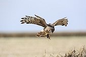Hen Harrier female in approach to bring a prey in nest ; The farmer has protected the nest of Harriers avoiding mowing Barley on a parcel of 4mx4m. The animals are not killed and are then protected from predators. In two years of follow-up : 100% success to fledging.