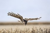Hen Harrier female in approach to arrive at nest France ; The farmer has protected the nest of Harriers avoiding mowing Barley on a parcel of 4mx4m. The animals are not killed and are then protected from predators. In two years of follow-up : 100% success to fledging.