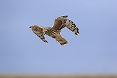 Hen Harrier female in approach to arrive at nest France ; The farmer has protected the nest of Harriers avoiding mowing Barley on a parcel of 4mx4m. The animals are not killed and are then protected from predators. In two years of follow-up : 100% success to fledging.